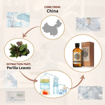 Perilla Essential Oil AKARZ Natural And Pure (30ML 100ML )